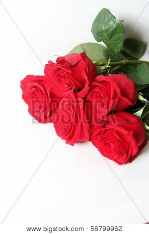 The Red Rose Is A White Background