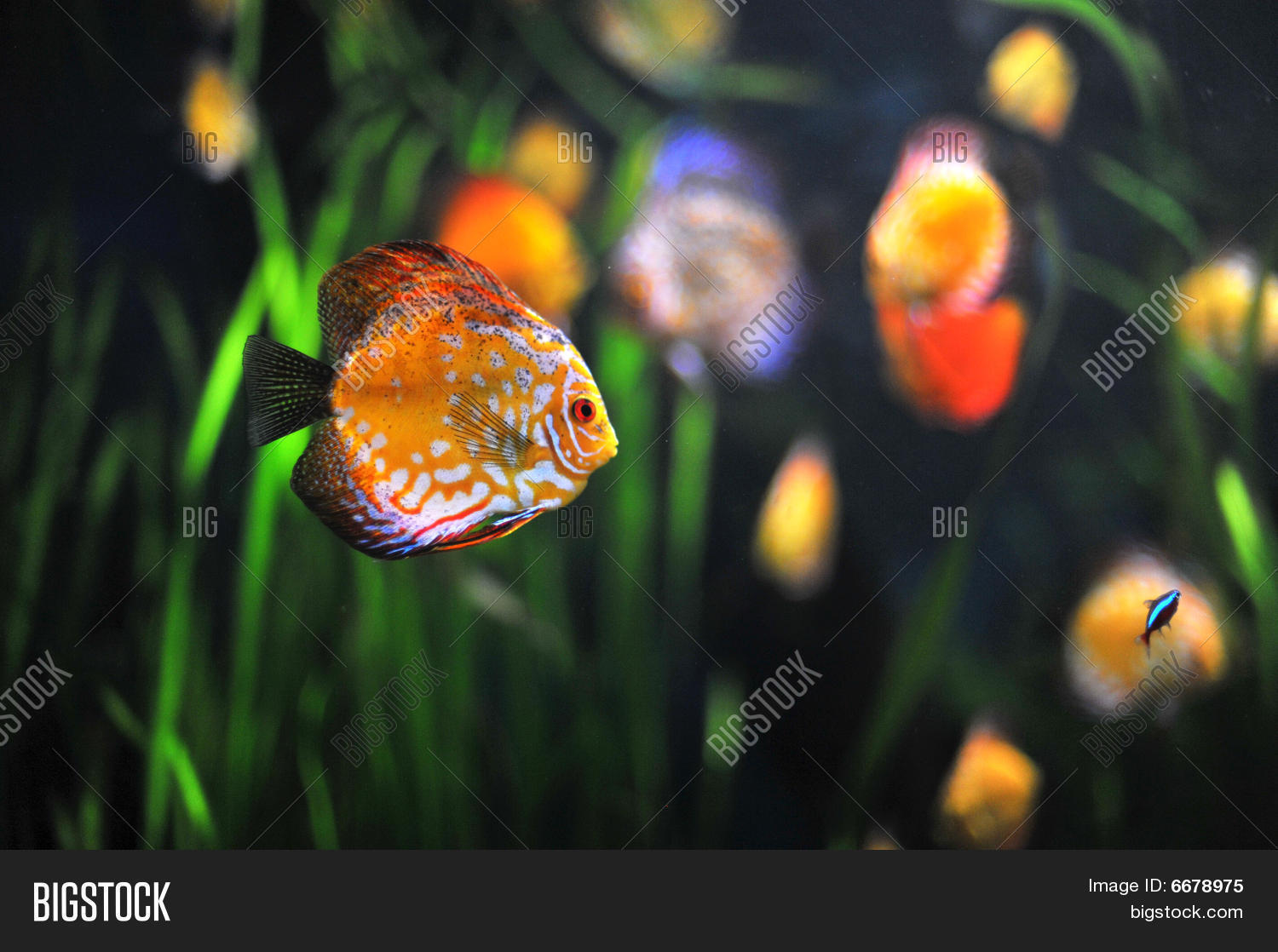 Image Preview