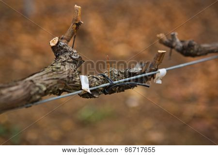 Twig Spinning On Metal Rail In Vineyard