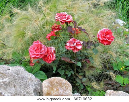 Roses and hordeum