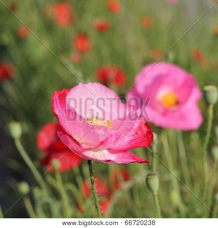 Poppy flower