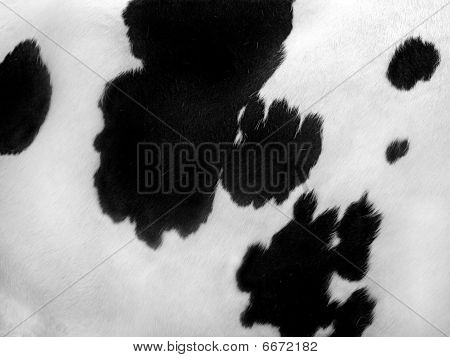 Texture of a Cow Coat