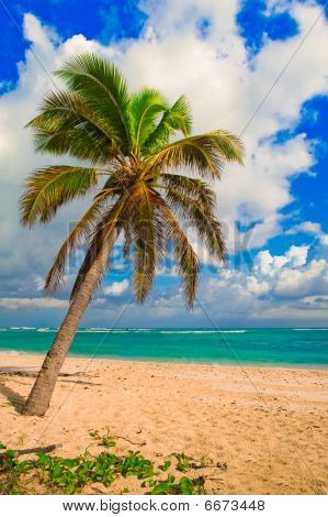 Karibi pálmafa & Beach