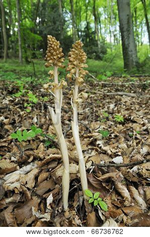 Bird's Nest Orchids