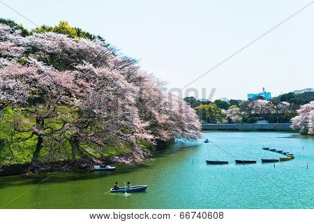 TOKYO - APRIL 7  People celebrating the cherry blossom at Chidorika-Fuji in Tokyo on April 7 2014  T