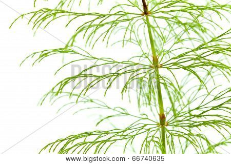 Horsetail Plant