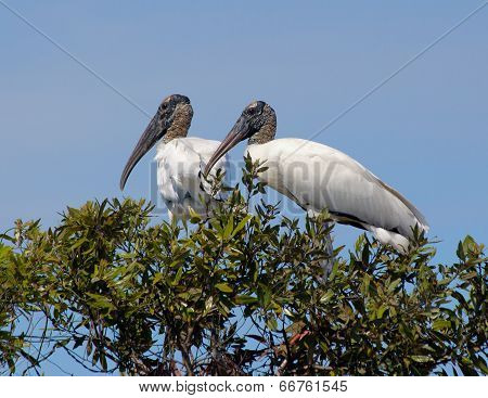 Woodstorks