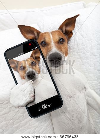 Sleepyhead Selfie Dog
