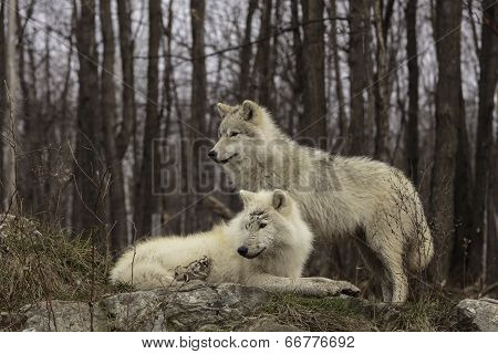 Arctic Wolf