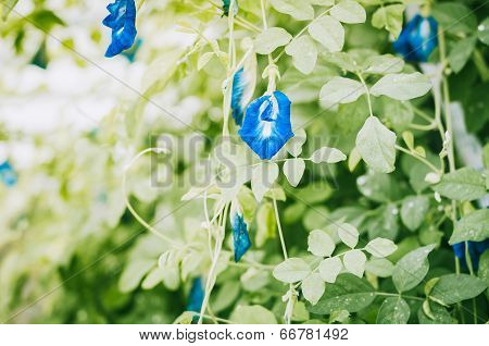 Asian Pigeonwings