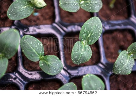 Cucumber seedlings in pots
