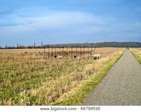 Wild Sheep
