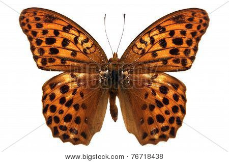 Orange Butterfly