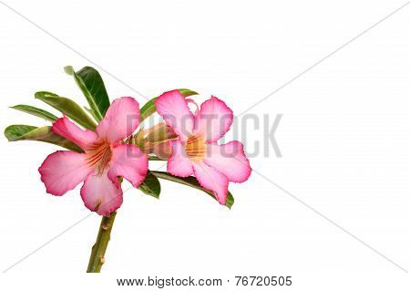 Floral background. Close up of Tropical flower Pink Adenium. Desert rose on White background.