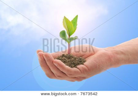 Mano con una planta