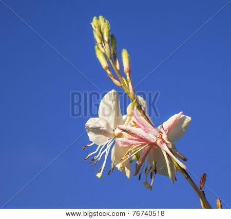 Gaura Spring Flower