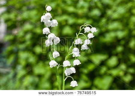 lily of the valley in a garden