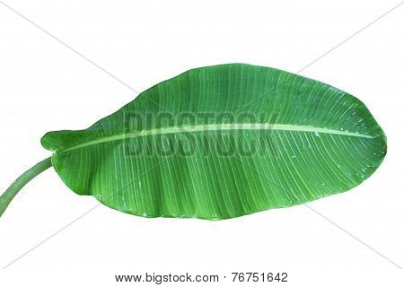 Banana Leaf