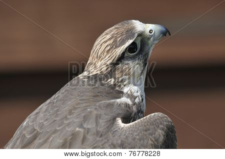 Lanner Falcon