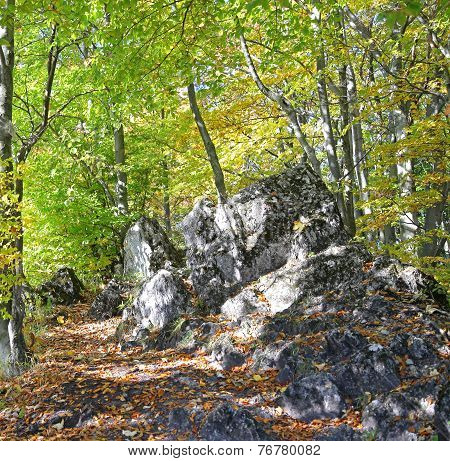Forest