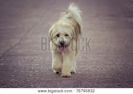 Dog Walking Alone On The Road