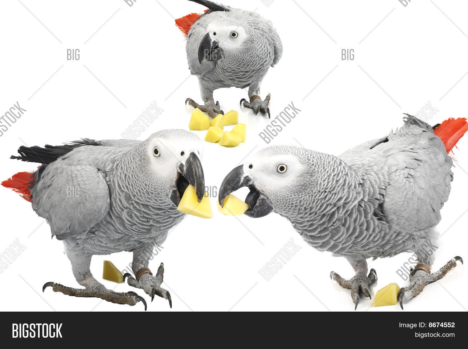 Three Jacquot Parrot Image & Photo (Free Trial) | Bigstock