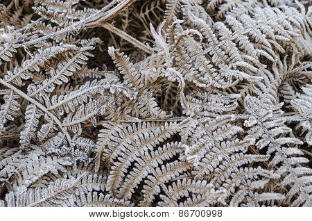 Frozen Fern