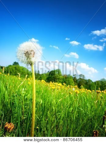 Dandelion on the field