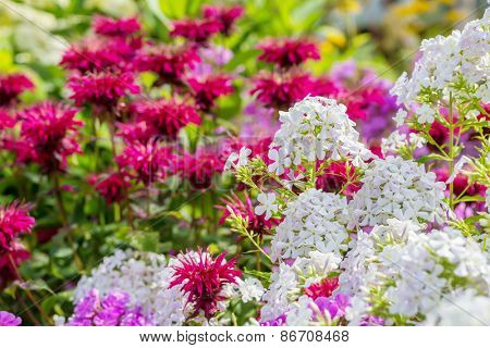 White garden pholox and bee balm in the summer garden.