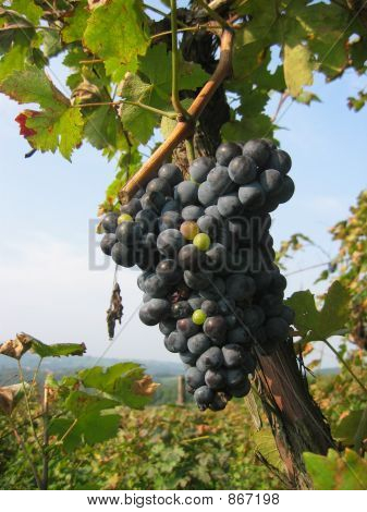 winogron