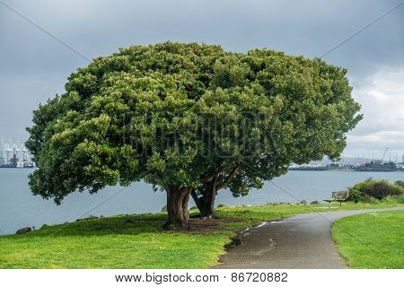Two Trees Merge Into One