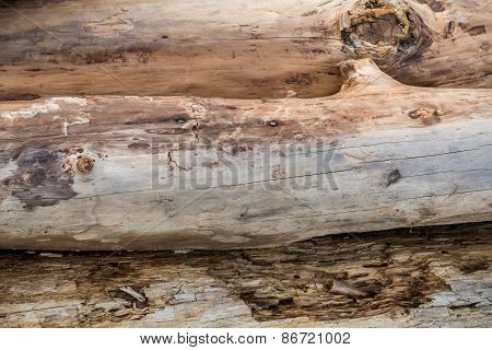 Three Driftwood Logs - Background