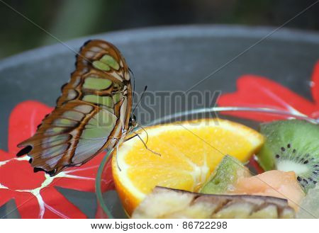 Malachite (siproeta Stelenes) On Feeding Station