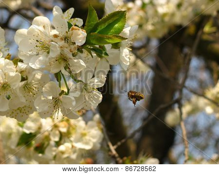 blossoming tree with white flowers