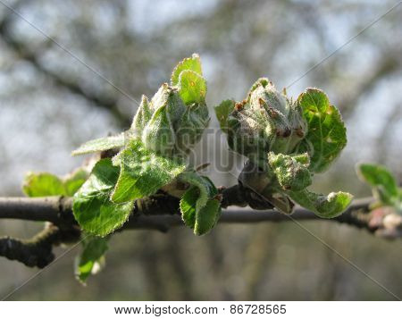 first leaves on the tree