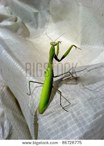Mantis religiosa