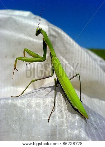 Praying Mantis (Mantis Religiosa)