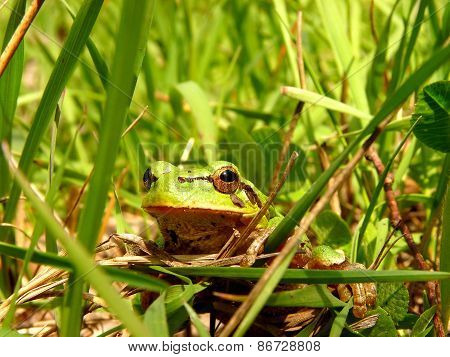 Toad In Grass