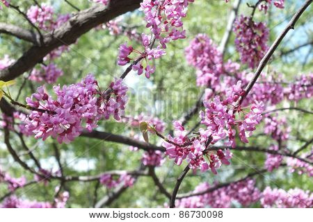 flowering tree
