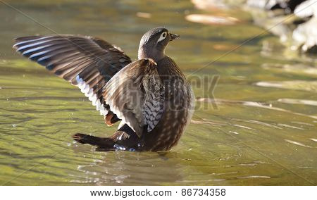 Duck on water