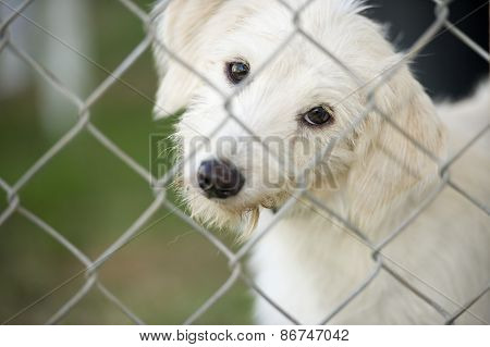 Cute Puppy Dog Looking Through Fence