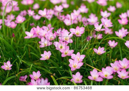 Zephyranthes Lily, Rain Lily, Fairy Lily, Little Witches