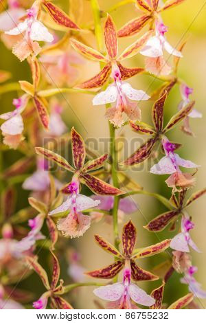 Epidendrum Stamfordianum Is An Epiphytic Orchid In The Genus Epidendrum.