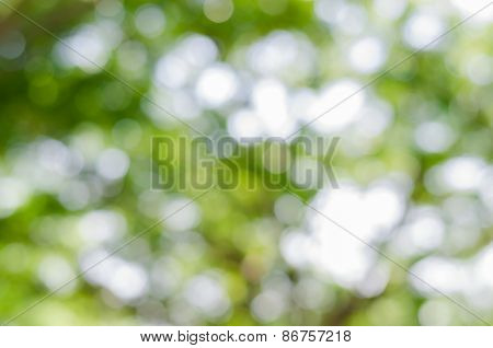 Bokeh(out Of Focus)
