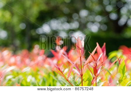 A Colorful In The Garden
