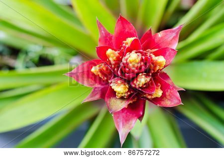 The Red Flower.
