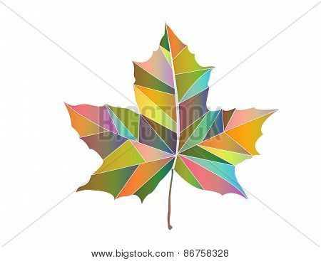 Maple-leaf Colored Triangles