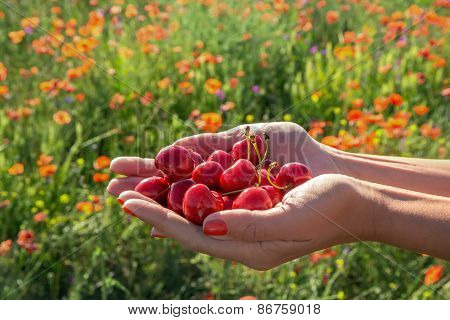 A Handful Of Juicy Berries Cherries In Women's Hands