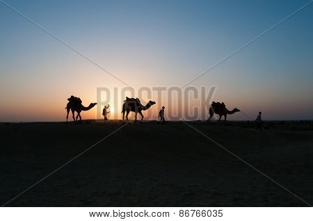 Silhouette Camels In Thar Desert