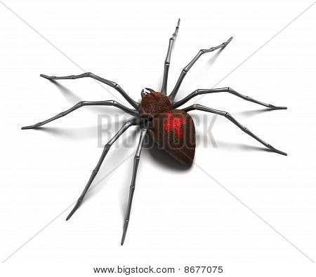 Spider: Černá vdova. Izolované na bílém povrchu